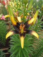 [4067 Lion Heart Mak No202.JPG]